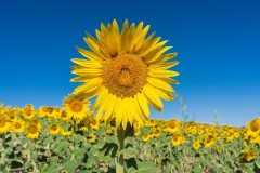 Aceite de girasol, la segunda opción de los españoles a la hora de cocinar