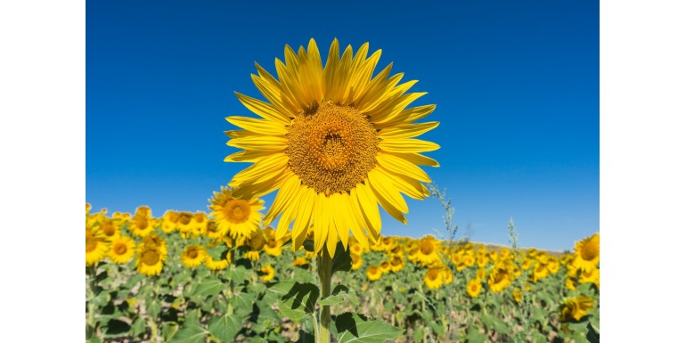 Aceite de girasol, la segunda opción de los españoles a la hora de cocinar